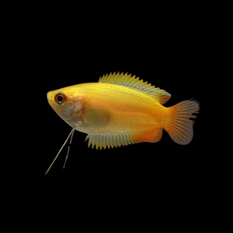 firemouthaquaristic834208