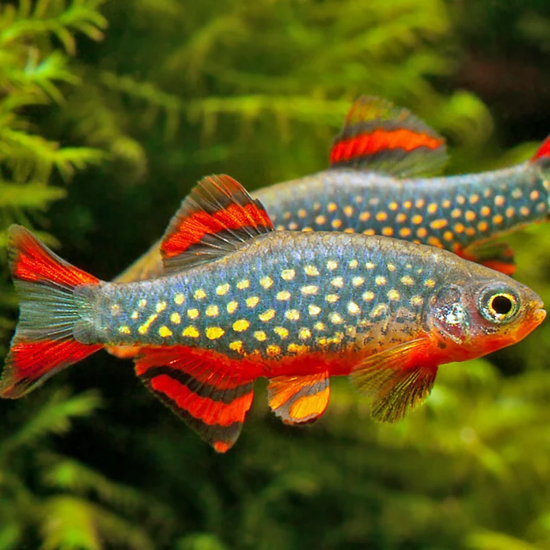 firemouthaquaristic834228