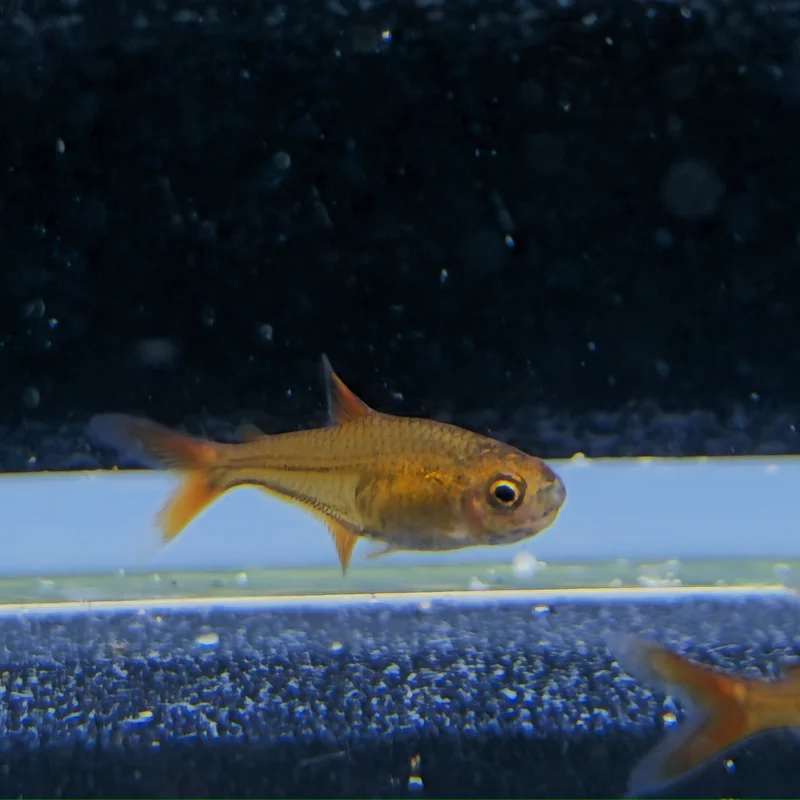 firemouthaquaristic834253