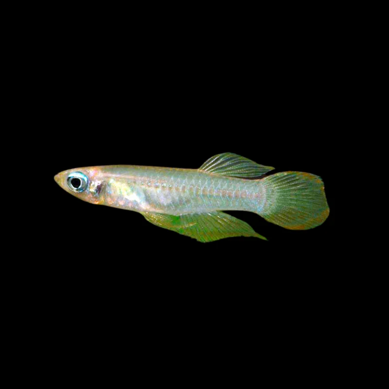 firemouthaquaristic834269