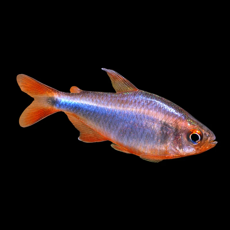 firemouthaquaristic834292