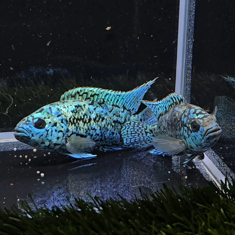 firemouthaquaristic834310