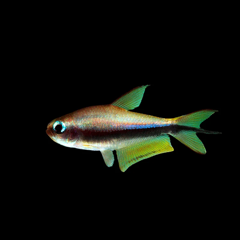 firemouthaquaristic834334