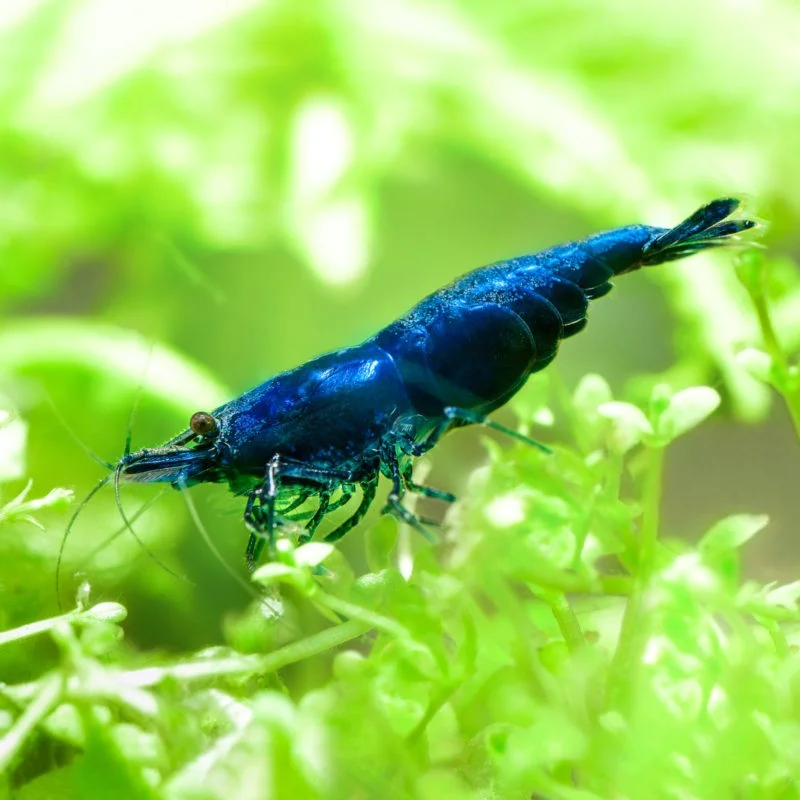 firemouthaquaristic834380