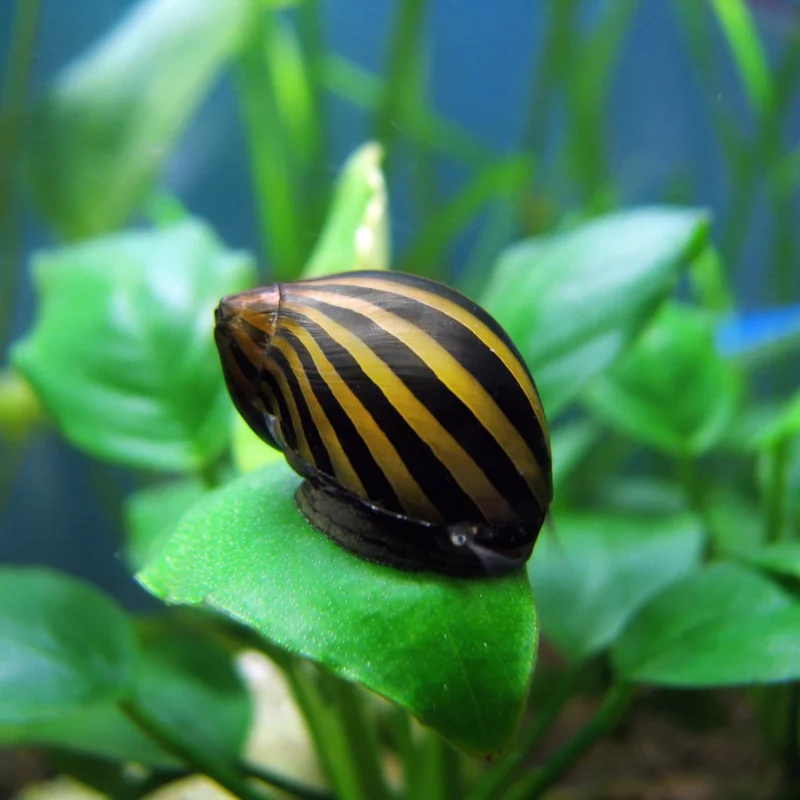 firemouthaquaristic834494