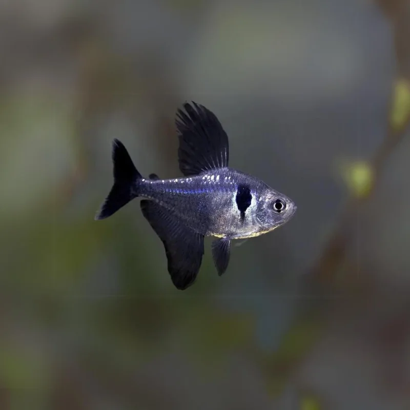 firemouthaquaristic834739