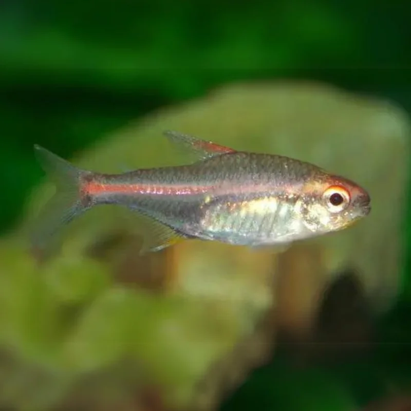firemouthaquaristic834761