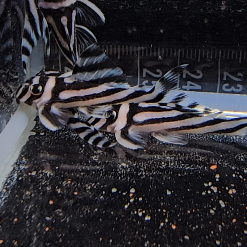 firemouthaquaristic834800