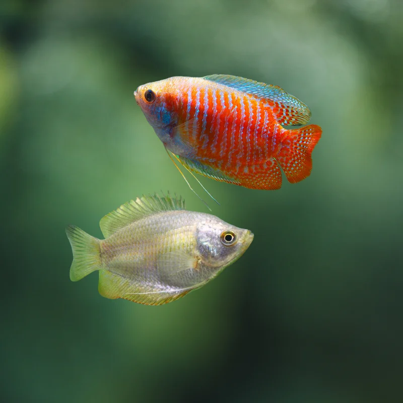 firemouthaquaristic834858