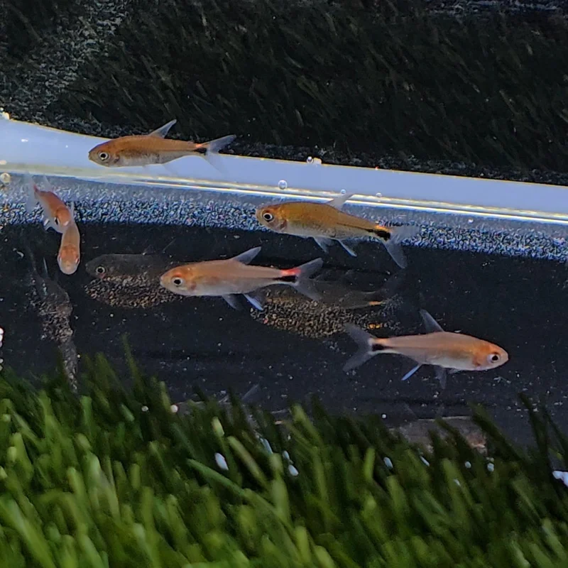firemouthaquaristic834880