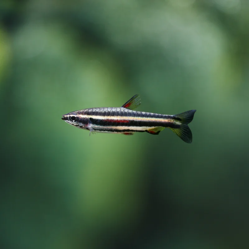 firemouthaquaristic834900