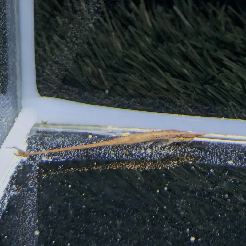 firemouthaquaristic835793