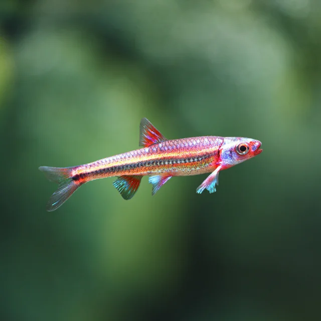firemouthaquaristic836177