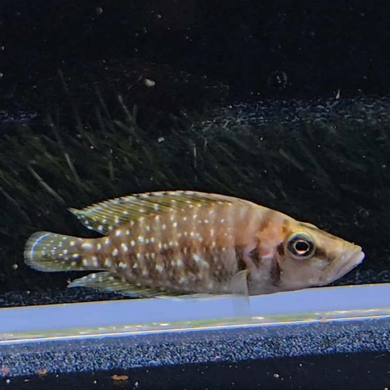 firemouthaquaristic836260