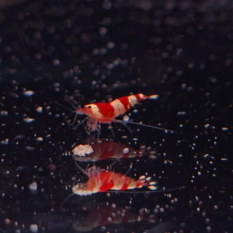 firemouthaquaristic836526