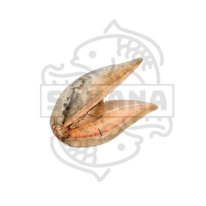 firemouthaquaristic837898