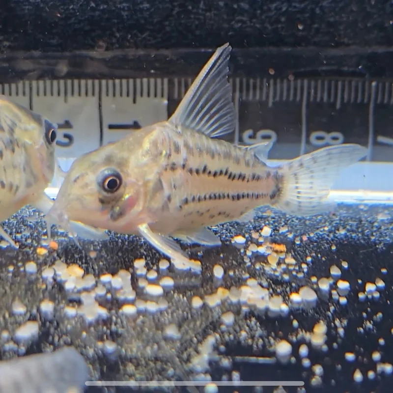 firemouthaquaristic838634