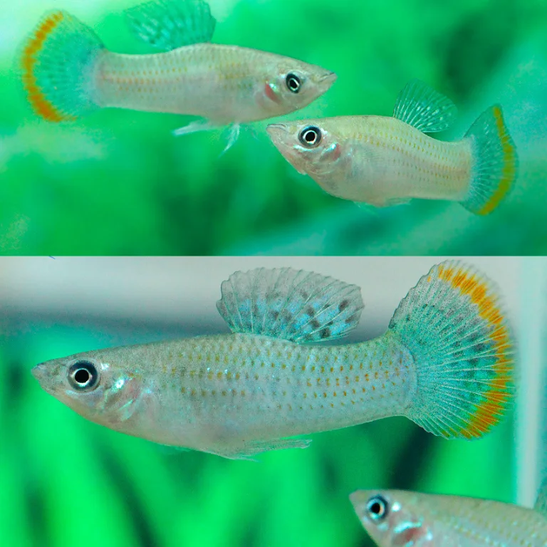 firemouthaquaristic839126