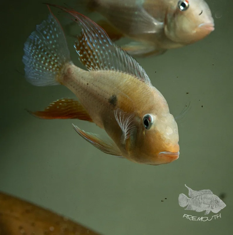 firemouthaquaristic839257