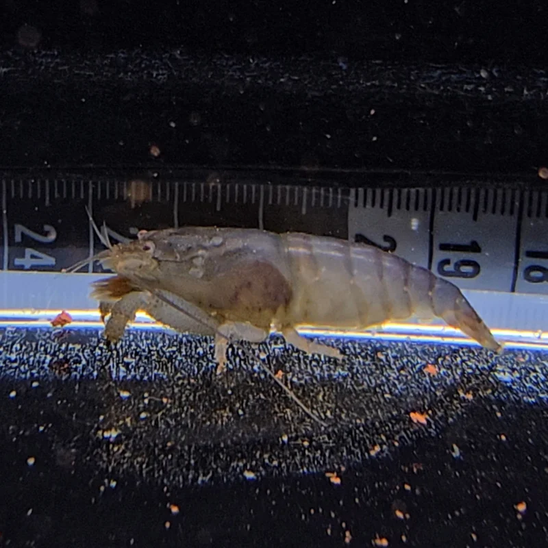 firemouthaquaristic839274
