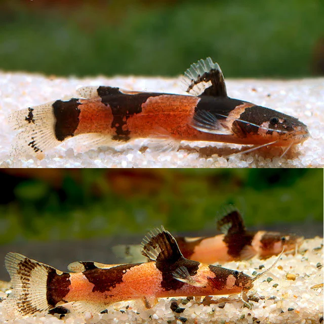 firemouthaquaristic839428