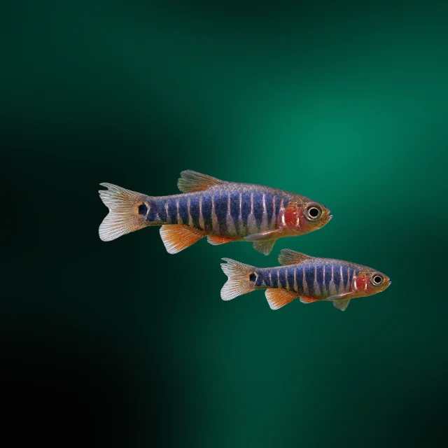 firemouthaquaristic839447