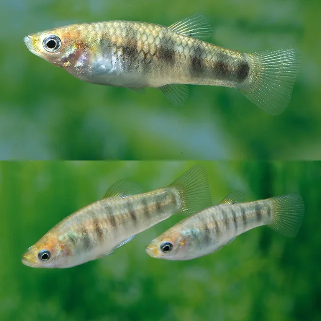 firemouthaquaristic839645