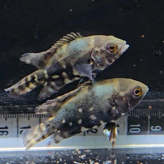 firemouthaquaristic839681