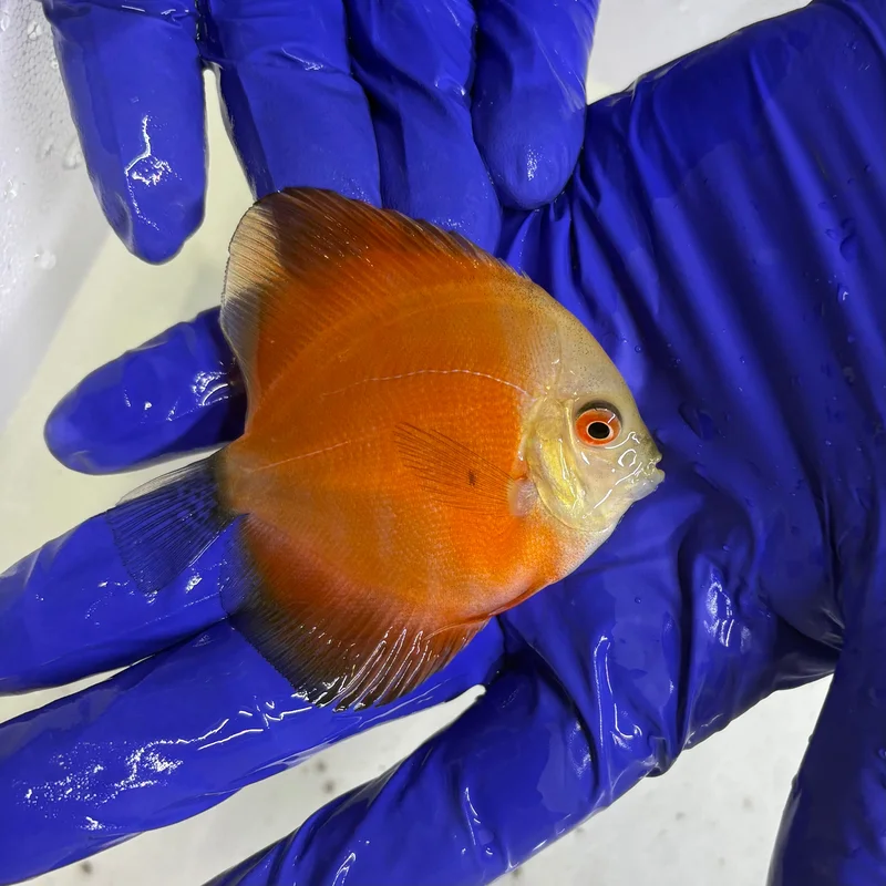 firemouthaquaristic840430