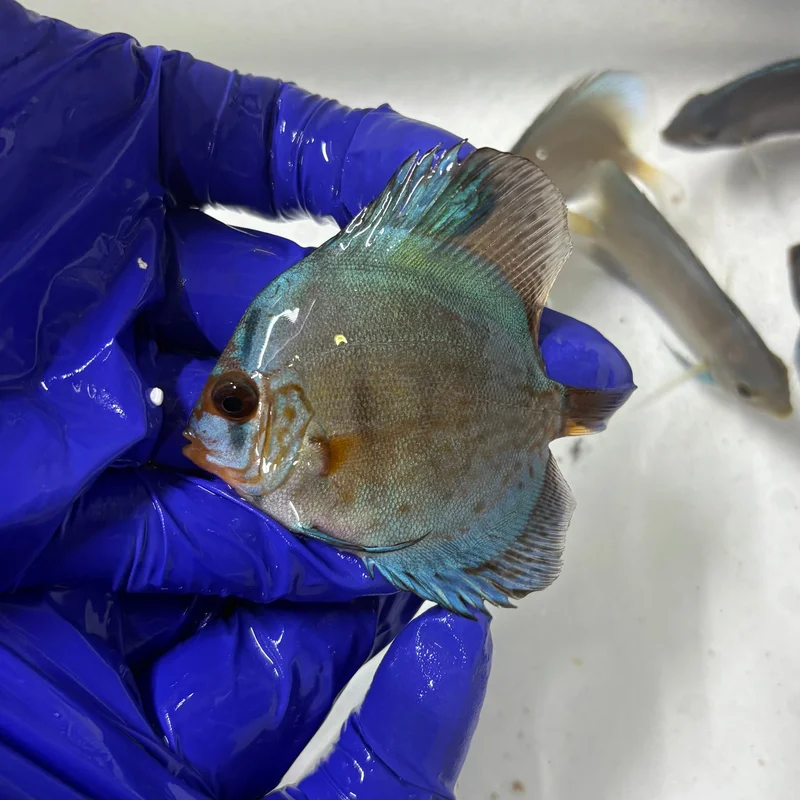firemouthaquaristic840454