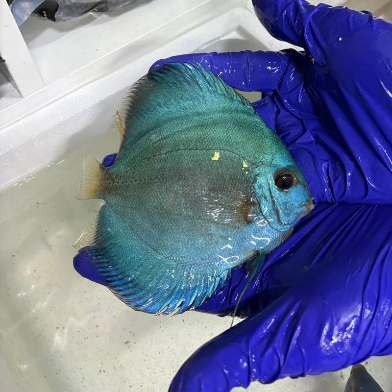 firemouthaquaristic840479