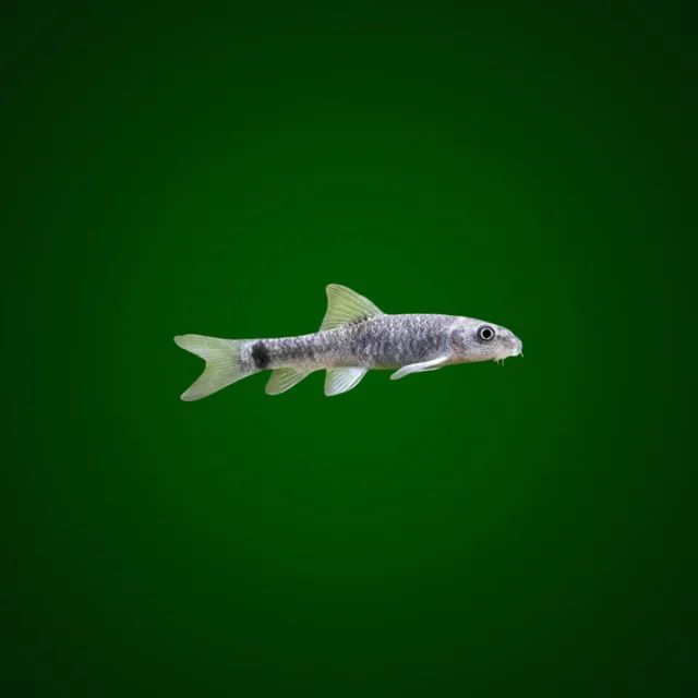 firemouthaquaristic840553