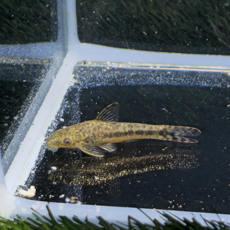 firemouthaquaristic840587