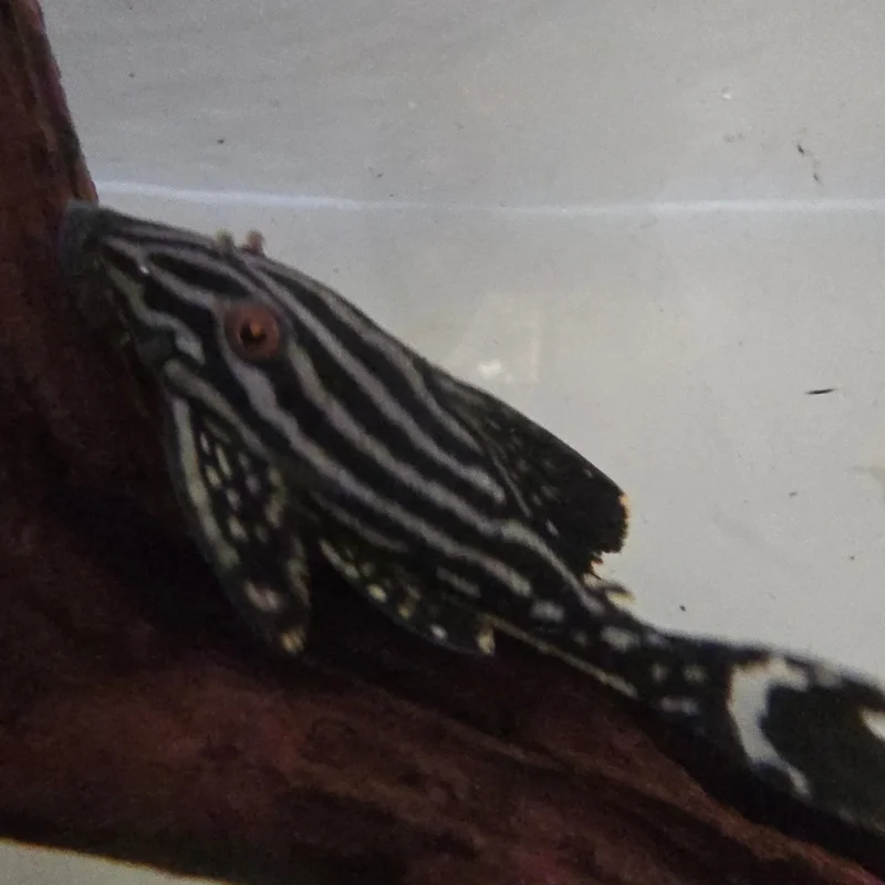 firemouthaquaristic840620