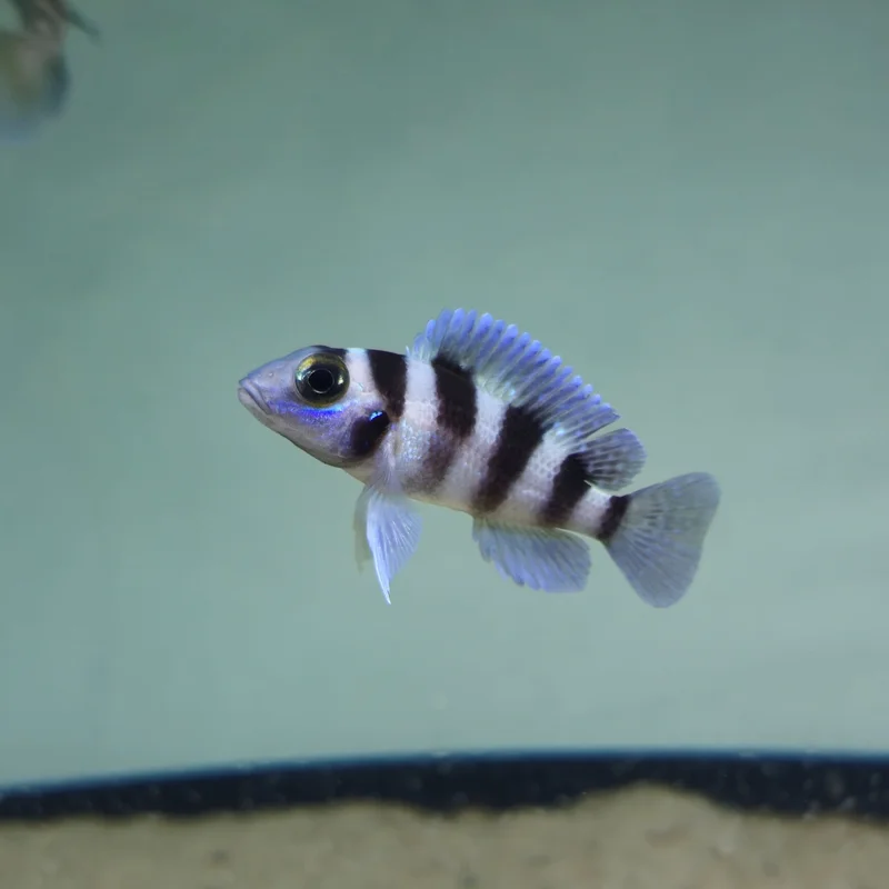firemouthaquaristic840633