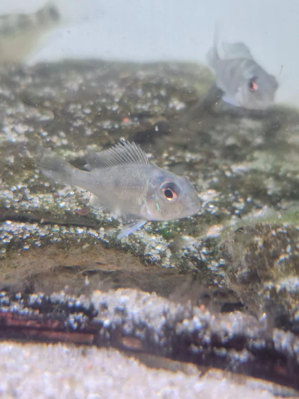 firemouthaquaristic841012