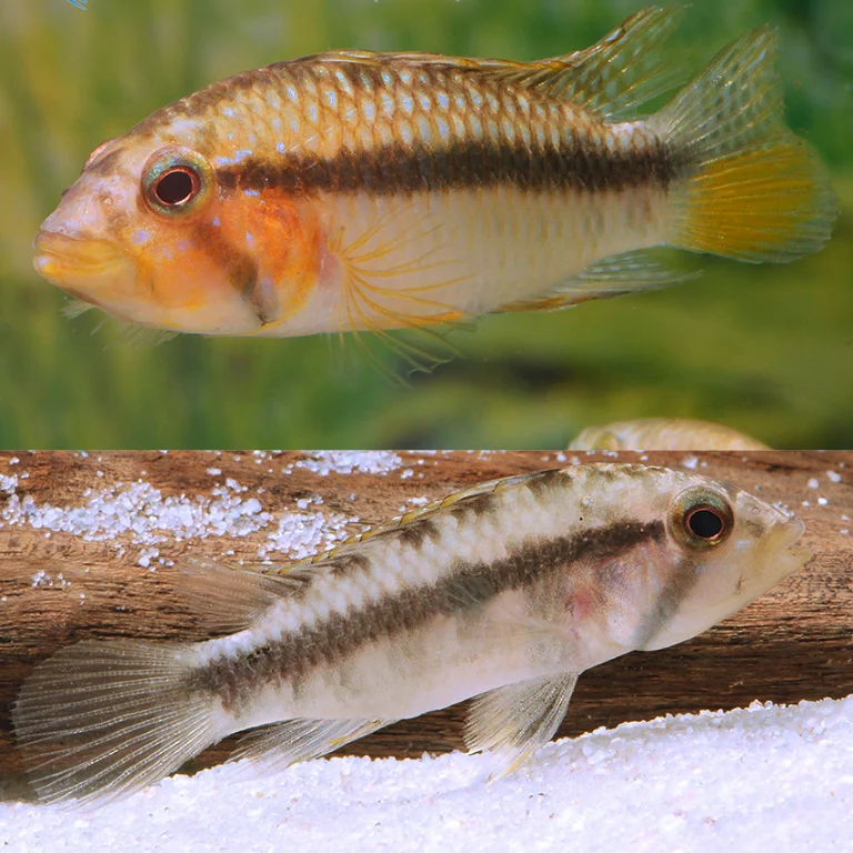 firemouthaquaristic841032