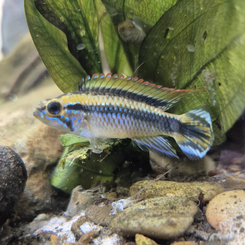 firemouthaquaristic841160