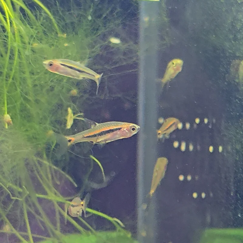 firemouthaquaristic841175