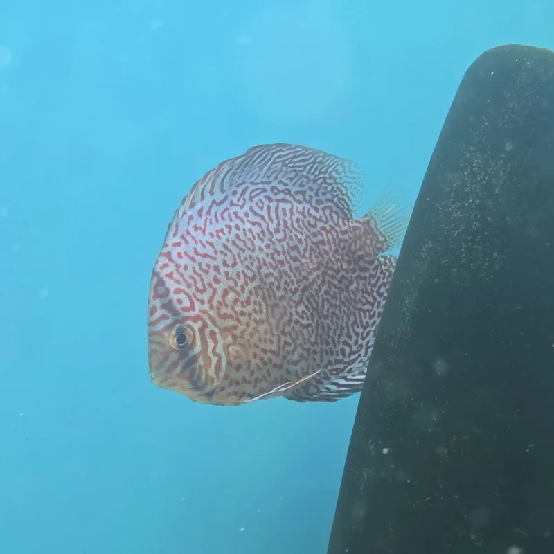 firemouthaquaristic841211