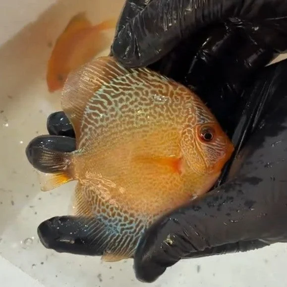 firemouthaquaristic841277