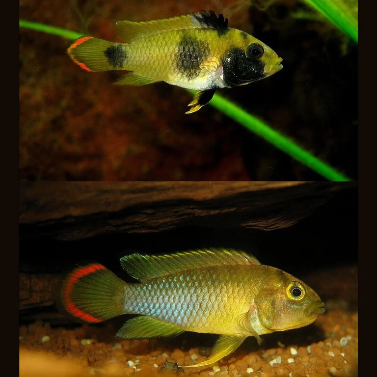 firemouthaquaristic841648