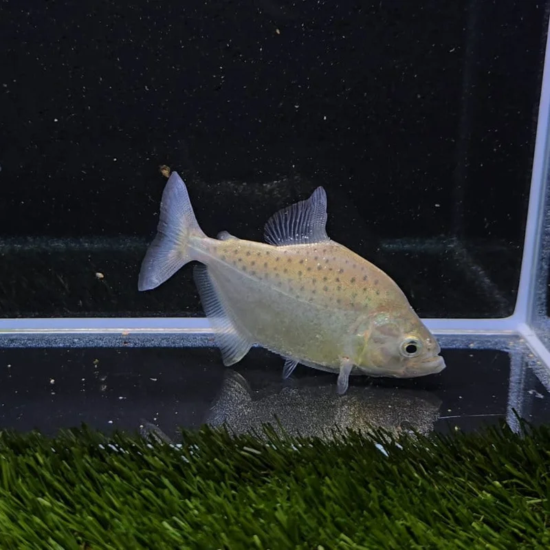 firemouthaquaristic841685