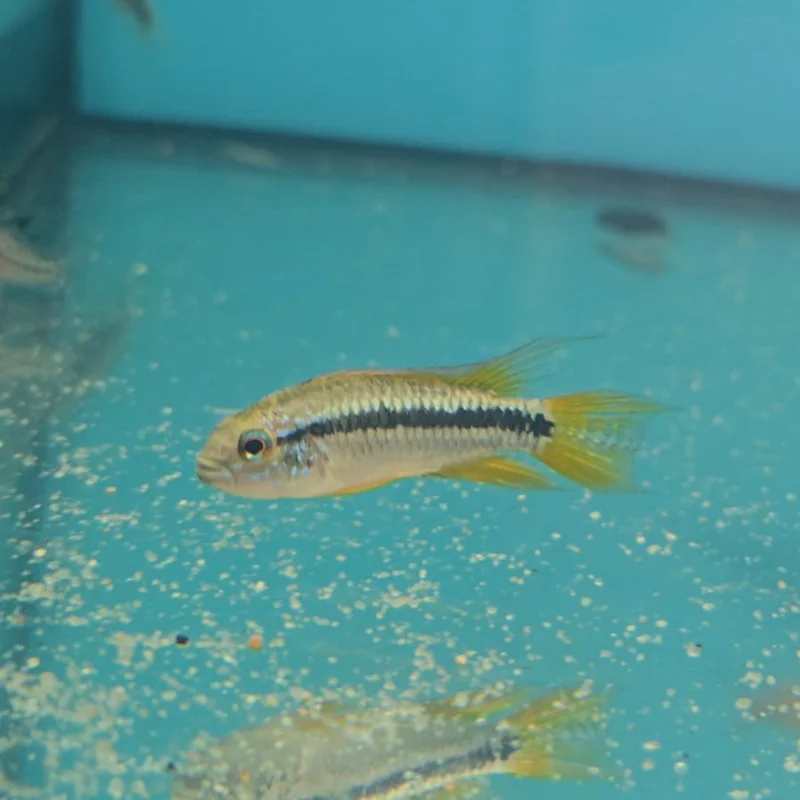firemouthaquaristic841700