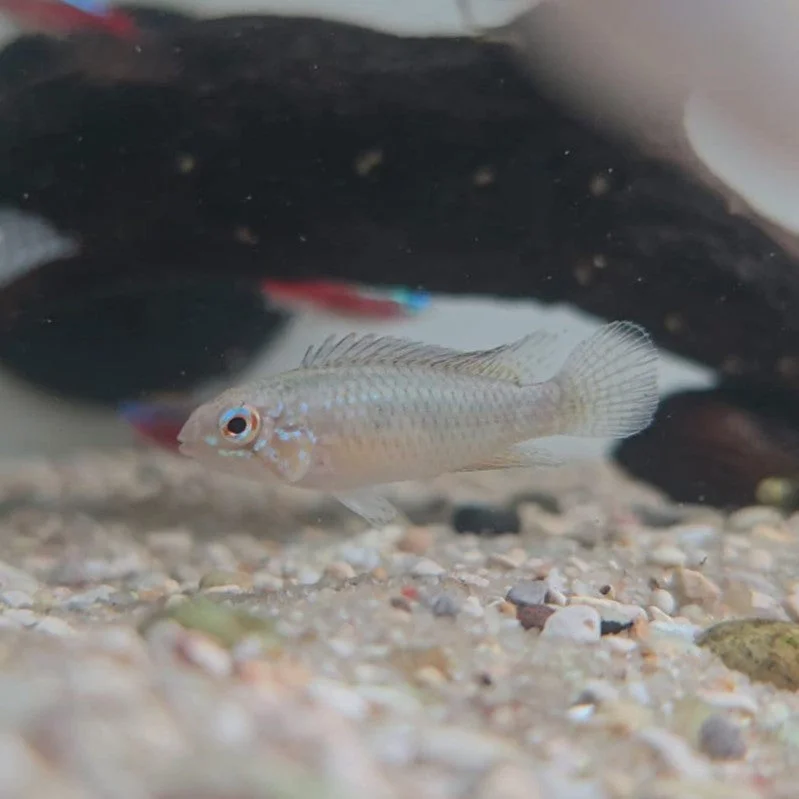 firemouthaquaristic841721