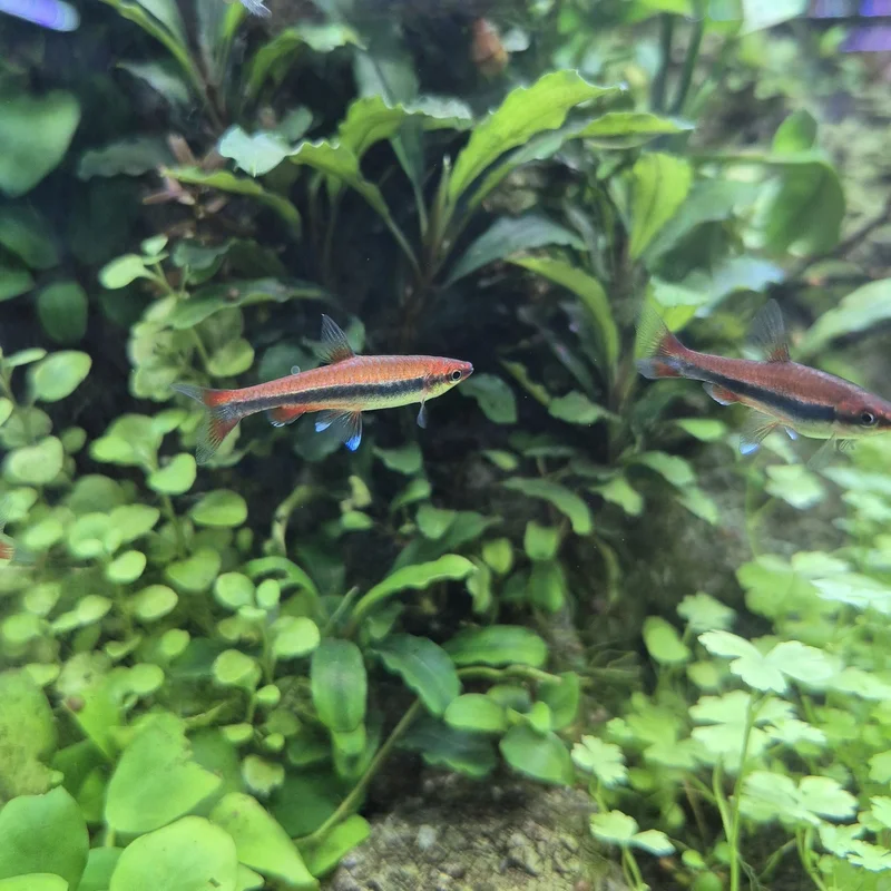 firemouthaquaristic842165