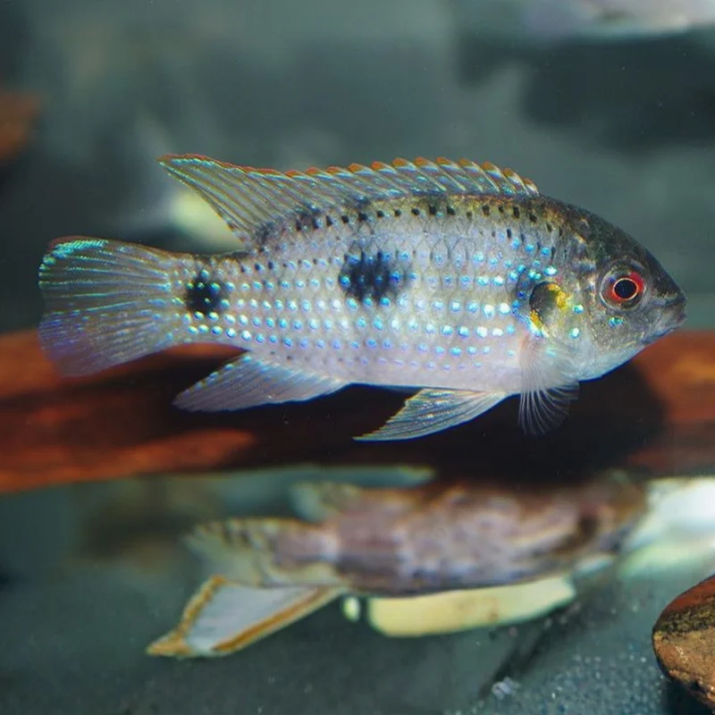 firemouthaquaristic842187