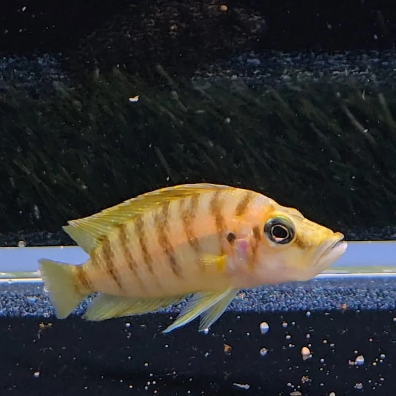 firemouthaquaristic842206