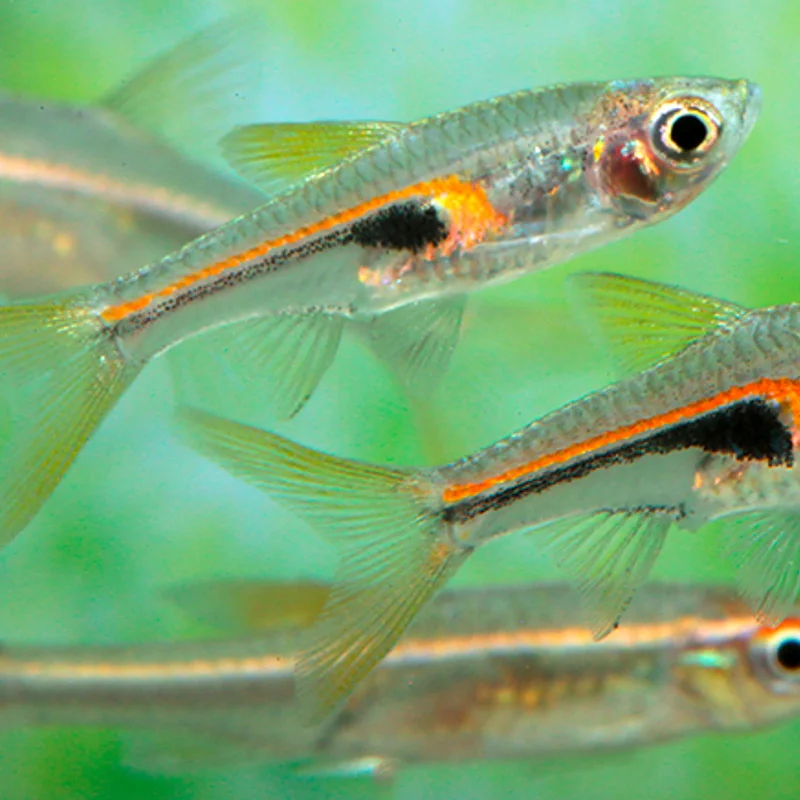 firemouthaquaristic842250