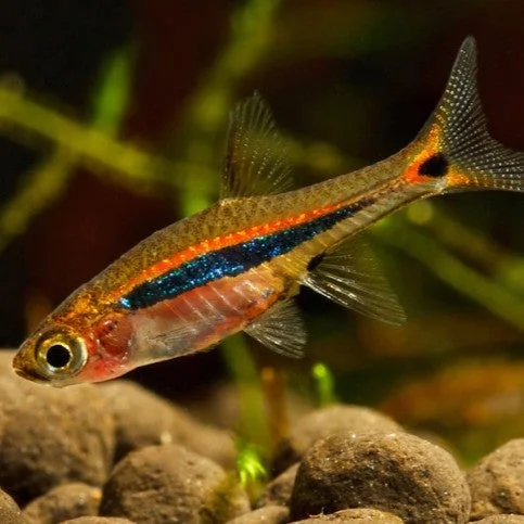 firemouthaquaristic842260